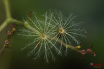Bild Nr. BNF05789-1