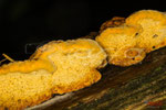 Bild Nr. BNF0044