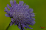 Bild Nr. BNF9484