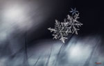 Bild Nr. BNF07048-1