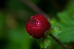 Bild Nr. BNF05800-1