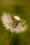 Bild Nr. BNF9657