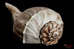 Bild Nr. BNF6981