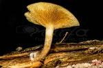 Bild Nr. BNF0060