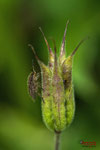 Bild Nr. BNF05829-4