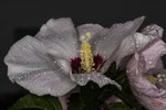 Bild Nr. BNF04470