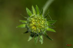 Bild Nr. BNF05936-2