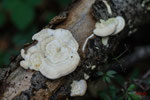 Bild Nr. BNF08883
