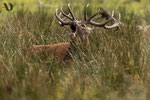 Brame du cerf - France