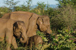 Eléphants - Sri Lanka