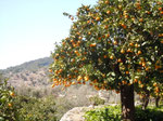 Orangenbaum (Fornalutx)