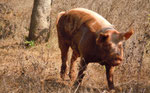 Lecker Feigenschwein
