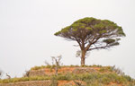 Baum