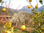 Soller