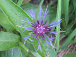 Bergflockenblume
