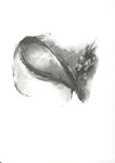 Vestiges irréguliers, fusain sur papier, 21 x 29,7 cm, 2010