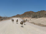 Emus kennen keine Verkehrsregeln