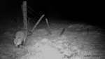 Renard, vulpes vulpes