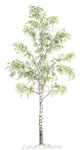 Bouleau betula pendula