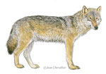 Loup gris Canis lupus