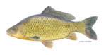 Carpe cyprinus carpio, forme sauvage