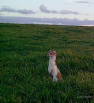Hermine, mustela erminea