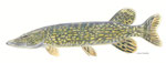 brochet esox lucius