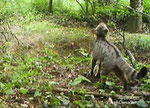 Chat sauvage , felis silvestris