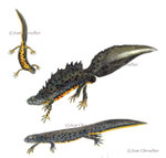 Triton crêté Triturus cristatus