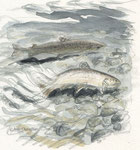 truite fario, salmo trutta, aquarelle