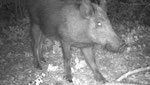 Sanglier, sus crofa