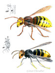 Frelon et frelon asiatique