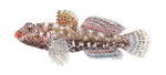 Gobius cruentatus