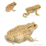 Craoaud commun Bufo bufo