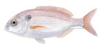 Pagellus bogaraveo