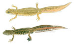Triton palmé