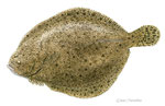 Turbot