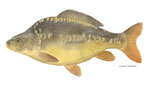 Carpe cyprinus carpio, forme miroir