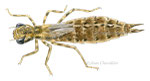 Larve de libellule Aeshna cyanea