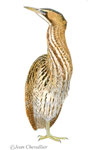 Butoir étoilé