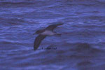Cory's Shearwater  (Calonectris diomedea) a rare visitor in the southern North Sea