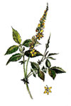 Agrimony (Aigremoine)