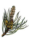 Pine (Pin sylvestre)