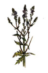 Vervain (Verveine)