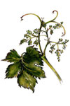 Vine (Vigne)