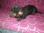 Lotti