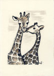 Giraffen - Federzeichnung