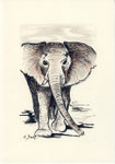 Elefant - Federzeichnung