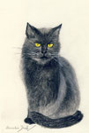 Kater - Farbstiftzeichnung
