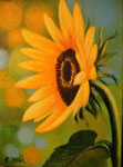 Sonnenblume  - verkauft